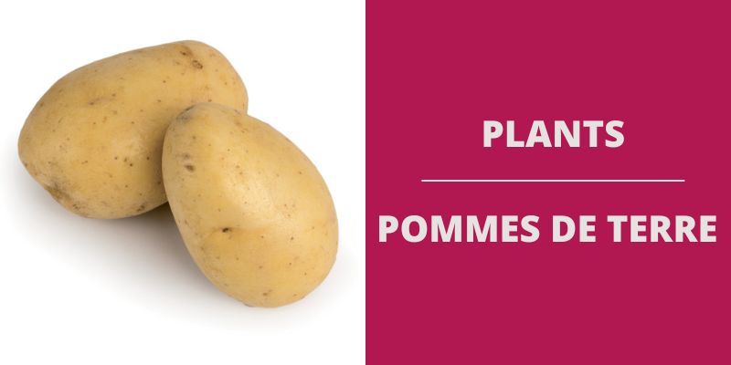 Les pommes de terre