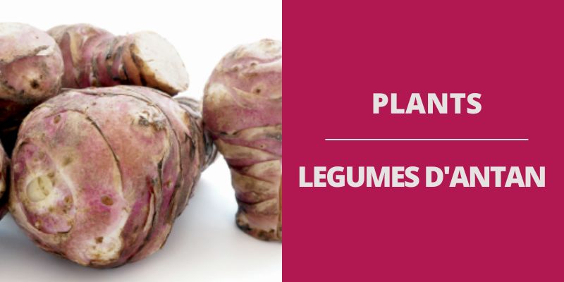 Légumes d'Antan