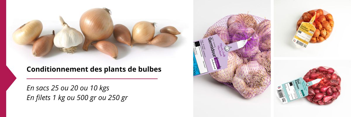 Conditionnement des bulbes